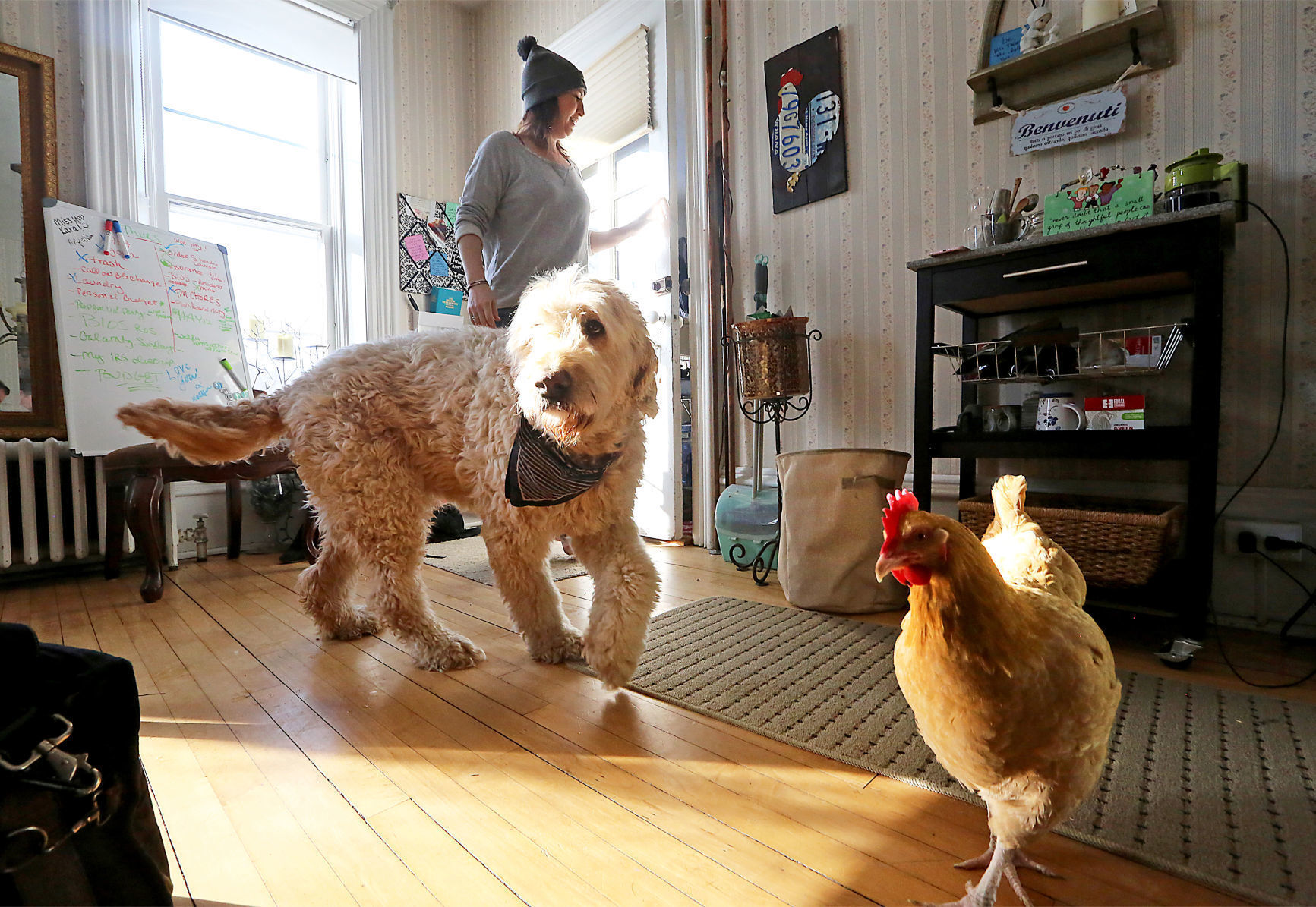 No. 9: Goldendoodle